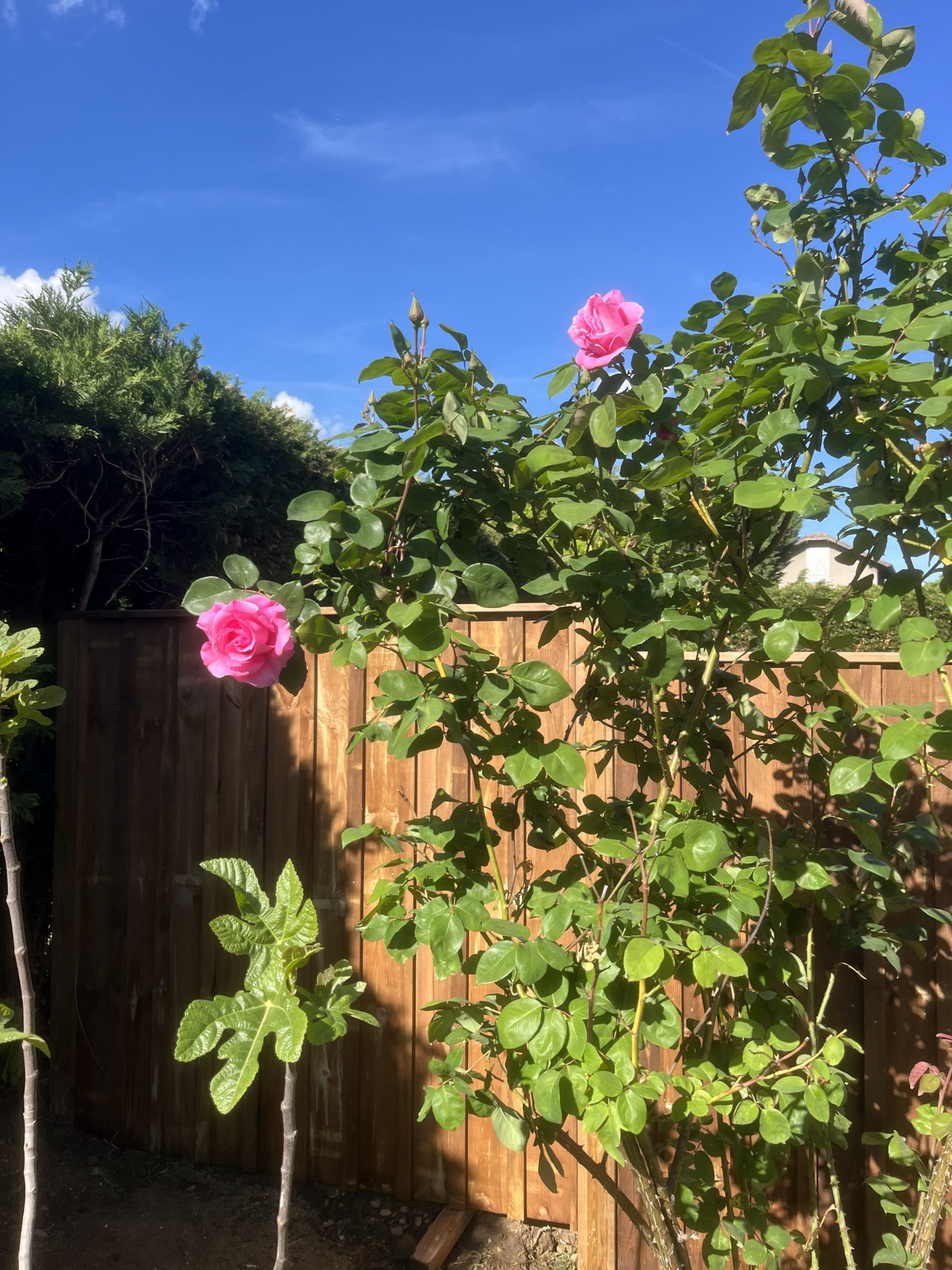 Palissade bois et rosier