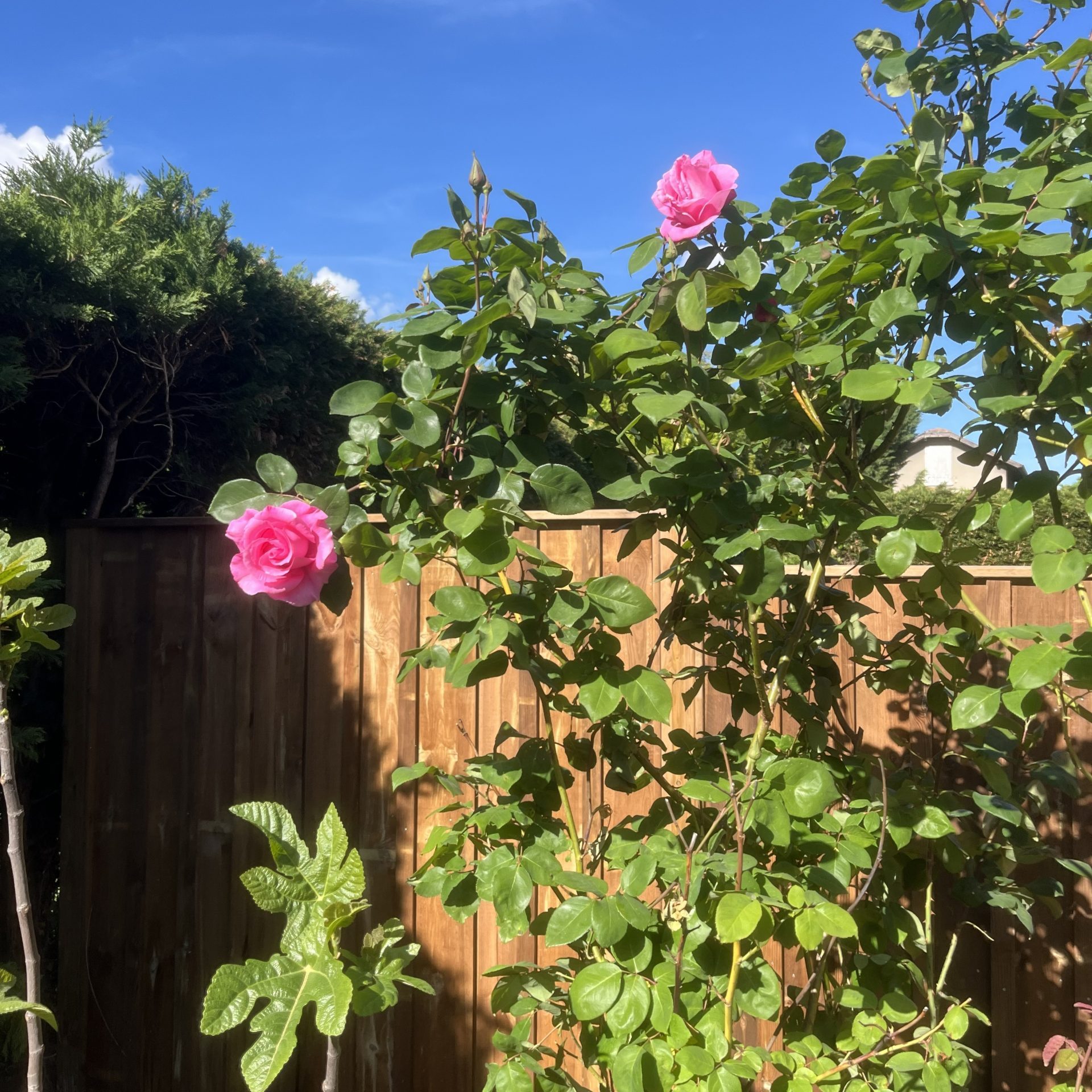 Palissade bois et rosier